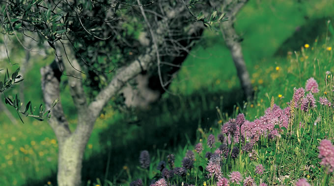 Orchis italica in un campo di olivi