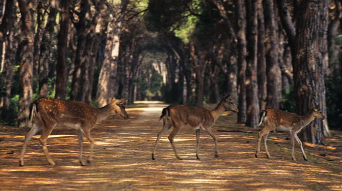 Natural Reserve of Duna Feniglia