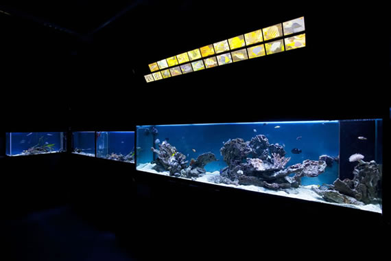 Acquario Mediterraneo dell'Argentario a Porto Santo Santo Stefano