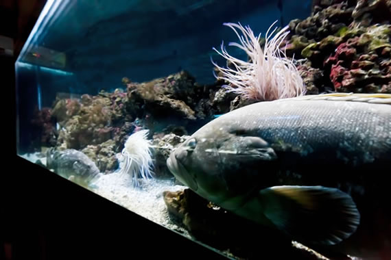 Acquario Mediterraneo dell'Argentario a Porto Santo Santo Stefano