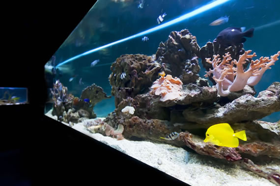 Acquario Mediterraneo dell'Argentario a Porto Santo Santo Stefano