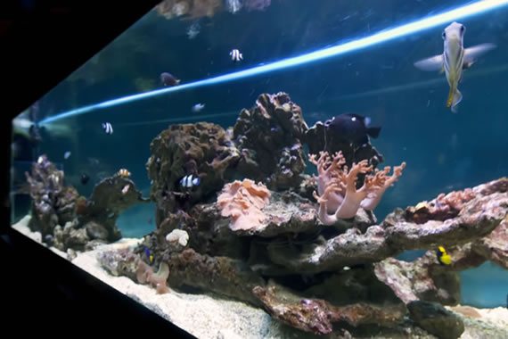 Acquario Mediterraneo dell'Argentario a Porto Santo Santo Stefano