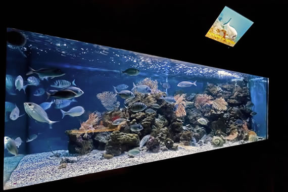 Acquario Mediterraneo dell'Argentario a Porto Santo Santo Stefano