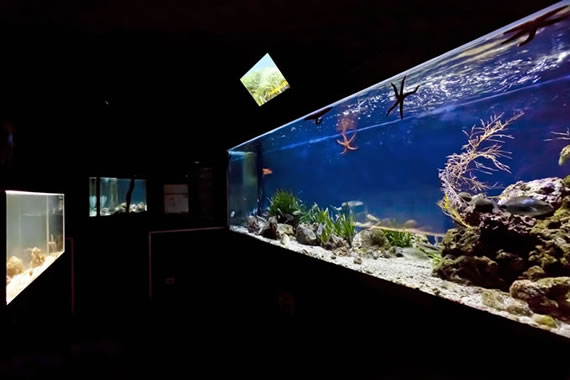 Acquario Mediterraneo dell'Argentario a Porto Santo Santo Stefano