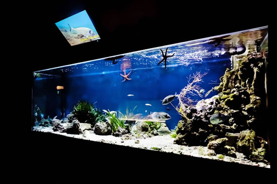 Acquario Mediterraneo dell'Argentario a Porto Santo Santo Stefano