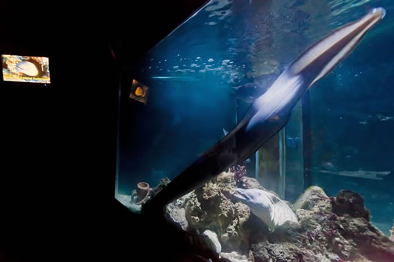 Acquario Mediterraneo dell'Argentario a Porto Santo Santo Stefano