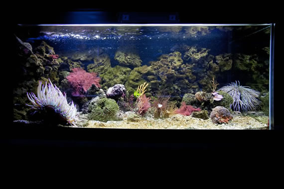 Acquario Mediterraneo dell'Argentario a Porto Santo Santo Stefano