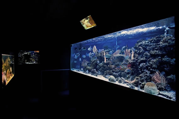 Acquario Mediterraneo dell'Argentario a Porto Santo Santo Stefano