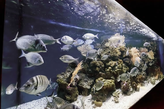 Acquario Mediterraneo dell'Argentario a Porto Santo Santo Stefano