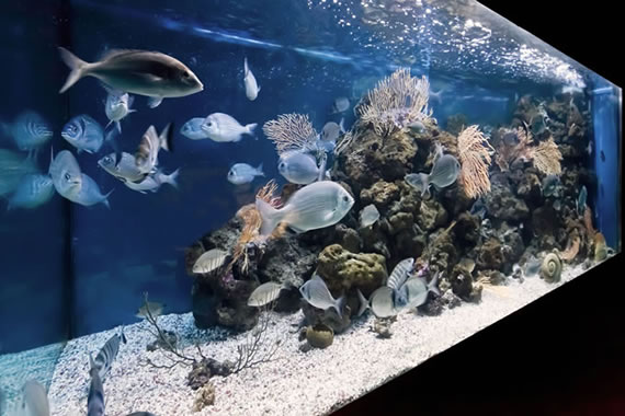 Acquario Mediterraneo dell'Argentario a Porto Santo Santo Stefano