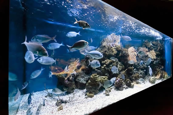 Acquario Mediterraneo dell'Argentario a Porto Santo Santo Stefano