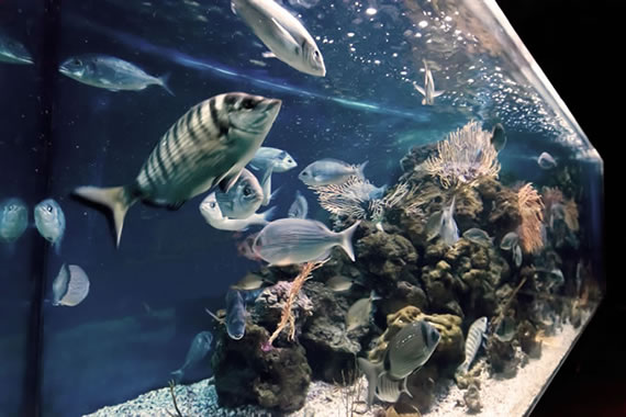 Acquario Mediterraneo dell'Argentario a Porto Santo Santo Stefano