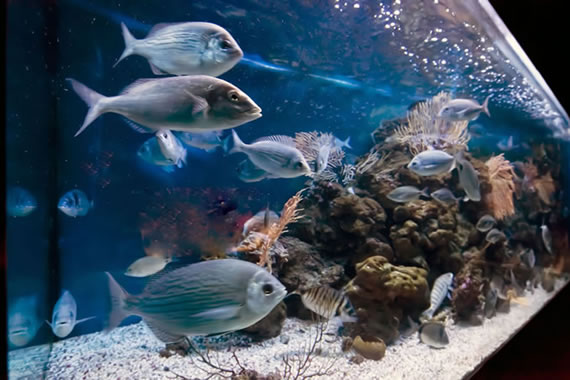 Acquario Mediterraneo dell'Argentario a Porto Santo Santo Stefano