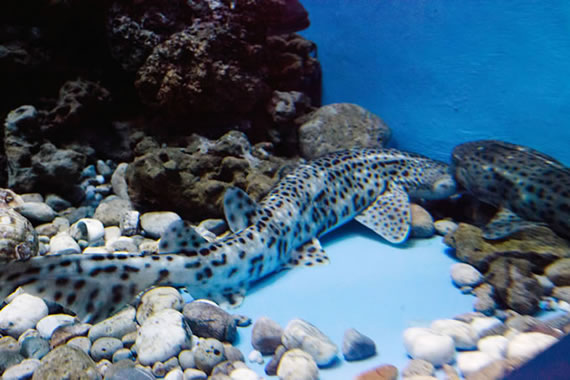 Acquario Mediterraneo dell'Argentario a Porto Santo Santo Stefano