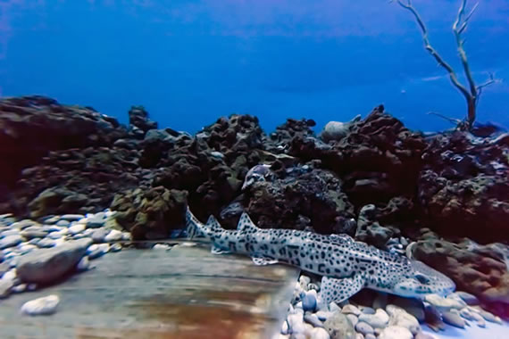 Acquario Mediterraneo dell'Argentario a Porto Santo Santo Stefano