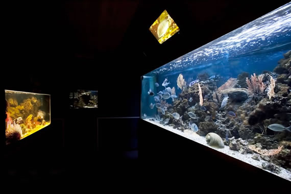 Acquario Mediterraneo dell'Argentario a Porto Santo Santo Stefano