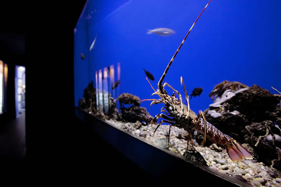 Acquario Mediterraneo dell'Argentario a Porto Santo Santo Stefano