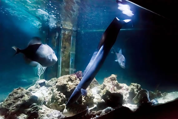 Acquario Mediterraneo dell'Argentario a Porto Santo Santo Stefano