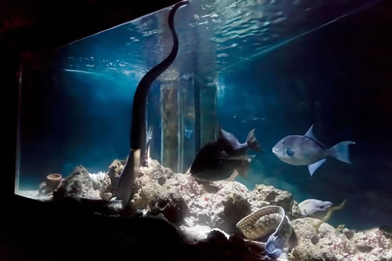 Acquario Mediterraneo dell'Argentario a Porto Santo Santo Stefano