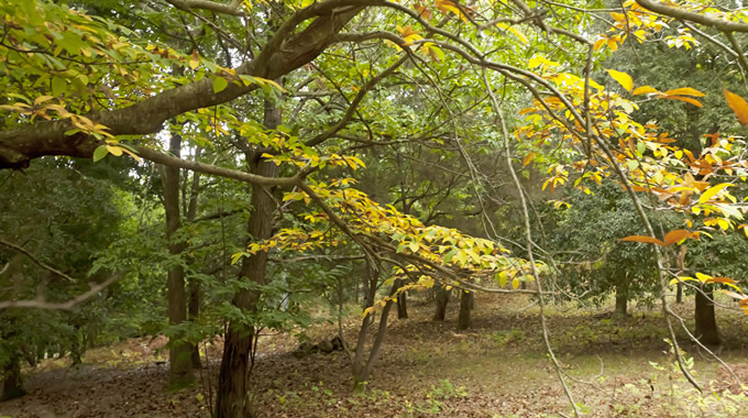 Boschi d'autunno sul Monte Argentario