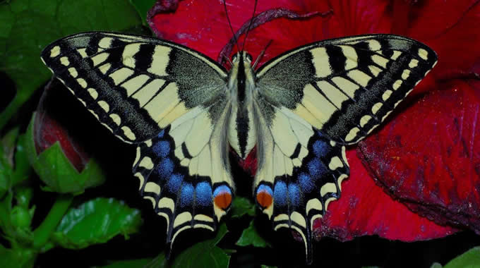 Macaone (Papilio machaon) – foto Walter Donati 