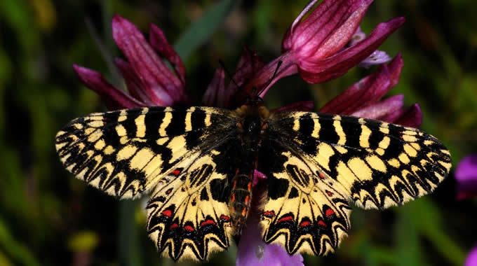 Polissena (Zerynthia polyxena) – foto Walter Donati