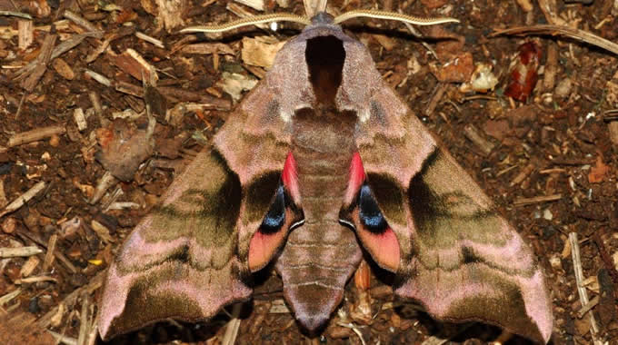 Sfinge dagli occhi (Smerinthus ocellata) – foto Walter Donati