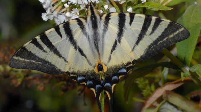 Podalirio (Iphiclides podalirius) – foto Walter Donati