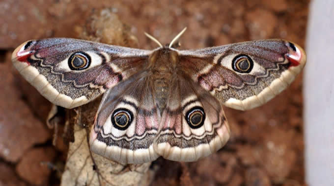 Pavonia minore (Eudia pavonia) – foto Walter Donati