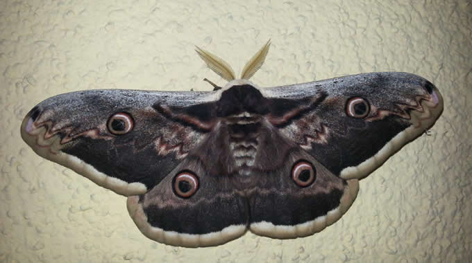 Saturnia del pero (Saturnia pyri) – foto Walter Donati