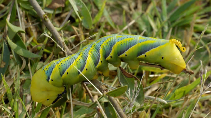 Larva di Sfinge testa di morto – foto Walter Donati