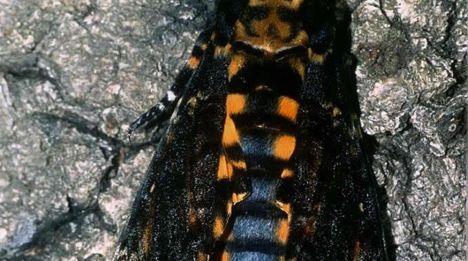 Sfinge testa di morto (Acherontia atropos) – foto Walter Donati