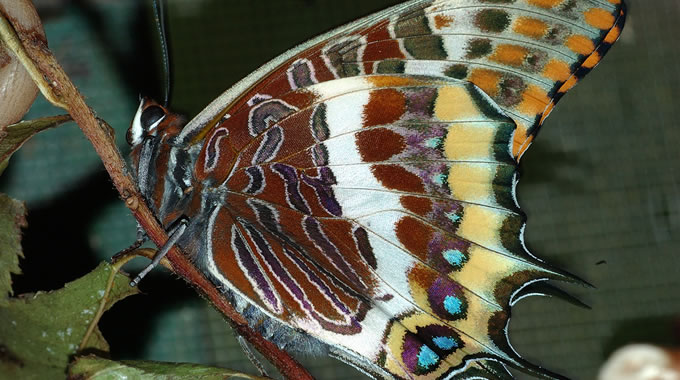 Ninfa del corbezzolo (Charaxes jasius) – foto Walter Donati 