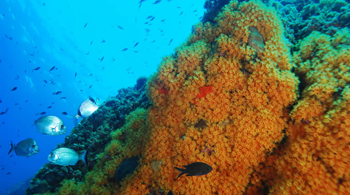 Nel blu dipinto di tutti i colori