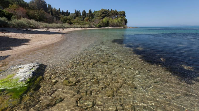 Emerging mediterranean tapeweed