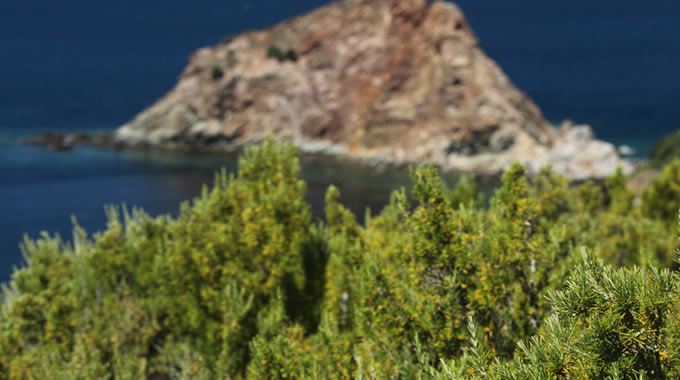 Macchia mediterranea vicino l'Isola Rossa