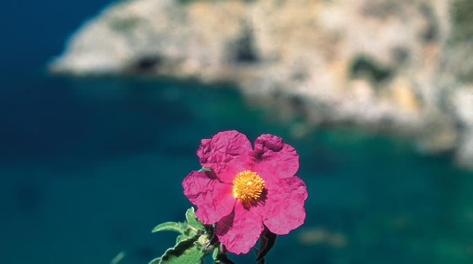 5 Cistus creticus sp. eriocephalus