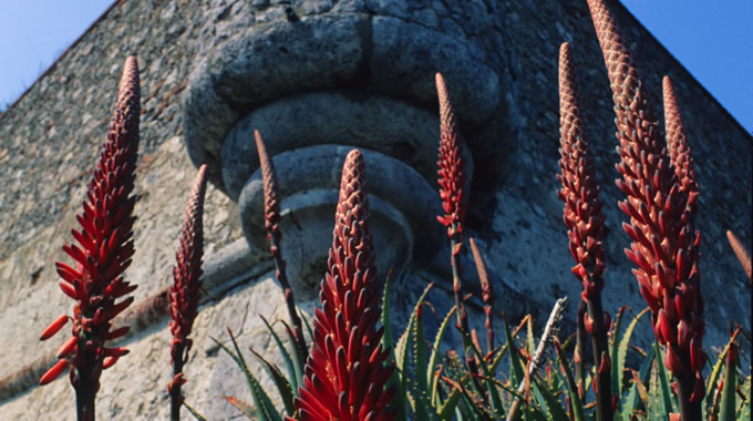 Aloe sp.