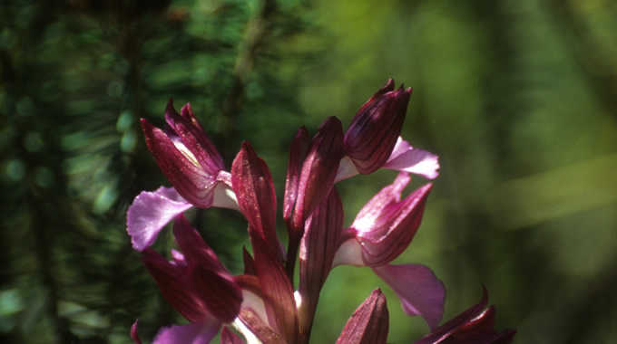 Anacamptis papilionacea